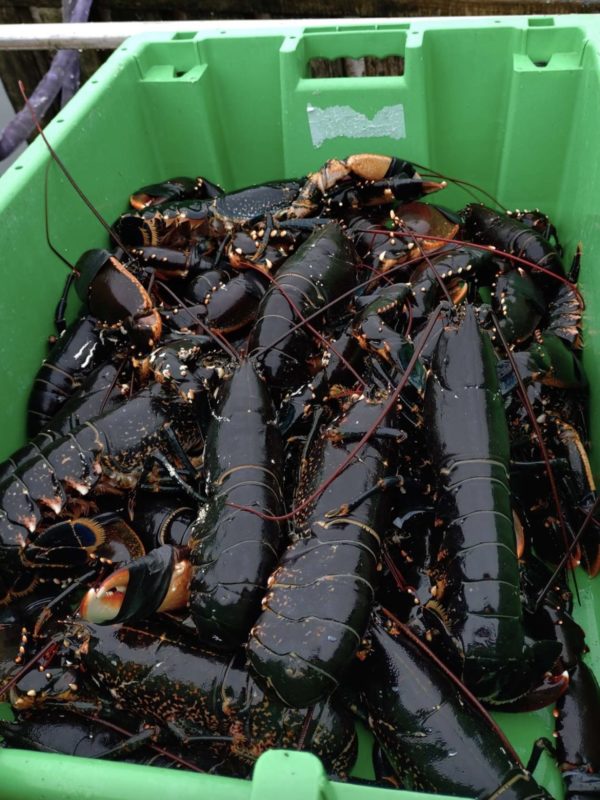 lukas-selma-krabbeforretning-5