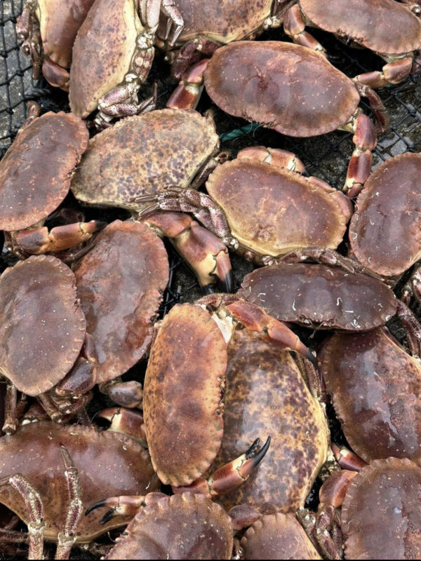 lukas-selma-krabbeforretning-6